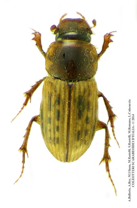 Euheptaulacus sus